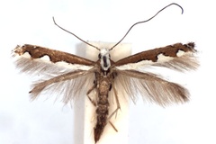 Dialectica scalariella