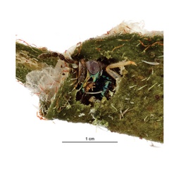 /filer/webapps/moths_gc/media/images/B/botanica_Sabulopteryx_parasitoid_Hoare-et-al_2019_51.jpg