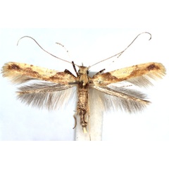 /filer/webapps/moths_gc/media/images/H/honoratella_Caloptilia_A_WJDP.jpg