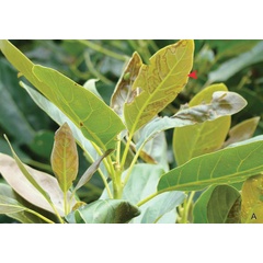 /filer/webapps/moths_gc/media/images/P/perseafolia_Phyllocnistis_host-plant_DavisWagner_2011_49.jpg