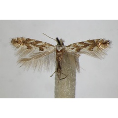 /filer/webapps/moths_gc/media/images/A/apparella_Phyllonorycter_A_ZSM.jpg