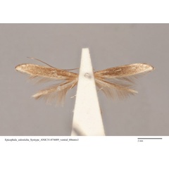/filer/webapps/moths_gc/media/images/Z/zalosticha_Epicephala_PLT_ANIC31-074489_ventral.jpg