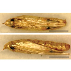 /filer/webapps/moths_gc/media/images/I/indistincta_Phyllocnistis_pupa_KIrichenko-et-al_2018_90_2.jpg