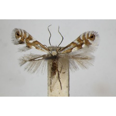 /filer/webapps/moths_gc/media/images/A/alpina_hauderiella_Phyllonorycter_A_ZSM_2.jpg
