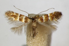 Phyllonorycter chrysella