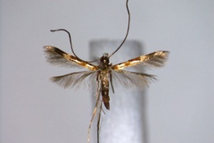 Chrysocercops leprosulae