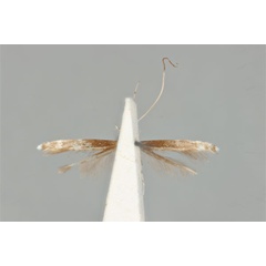 /filer/webapps/moths_gc/media/images/S/symphyletes_Acrocercops_ST_ANIC31-010808_ventral.jpg