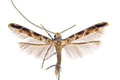 Diphtheroptila cornuta