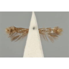 /filer/webapps/moths_gc/media/images/E/enchalcoa_Phyllonorycter_ST_ANIC31-075606_ventral.jpg