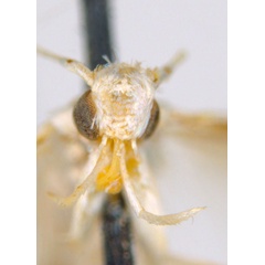 /filer/webapps/moths_gc/media/images/M/maculosa_Cuphodes_-PL1_head_31-053582_ANIC.jpg