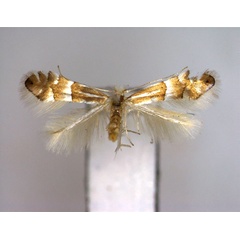 /filer/webapps/moths_gc/media/images/A/acutissimae_Phyllonorycter_A_EIHU.jpg