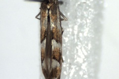 Phyllonorycter rolandi