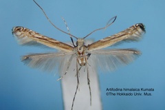 Artifodina himalaica