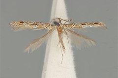 Acrocercops clisiophora