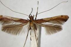 Caloptilia nobilella