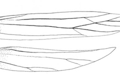 Stomphastis thraustica