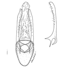 /filer/webapps/moths_gc/media/images/L/longipalpa_Phyllocnistis_HT_GM_Davis-et-Wagner_2011_69.jpg