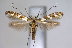 Gibbovalva tricuneatella