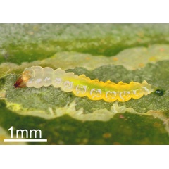 /filer/webapps/moths_gc/media/images/H/hemera_Phyllocnistis_Sapfeeding_Fochezato-et-al_2018_62.jpg