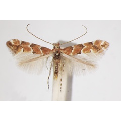 /filer/webapps/moths_gc/media/images/C/cephalariae_Phyllonorycter_A_ZSM.jpg