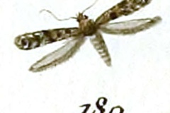 Parornix meleagripennella