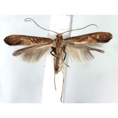 /filer/webapps/moths_gc/media/images/A/aurantiaca_Caloptilia_A_WJDP.jpg