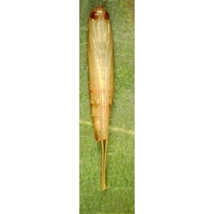 /filer/webapps/moths_gc/media/images/S/sinensis_Conopomorpha_pupa2_Siraj-etal_2026_175.jpg