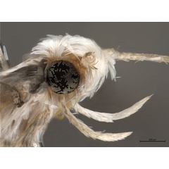 /filer/webapps/moths_gc/media/images/S/spermotrophus_Cuphodes_PT_head_Triberti-etal_2026_127.jpg