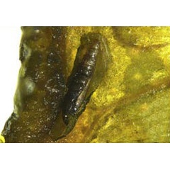 /filer/webapps/moths_gc/media/images/C/citrella_Phyllocnistis_Kim-etal_pupa3_2015_297.jpg