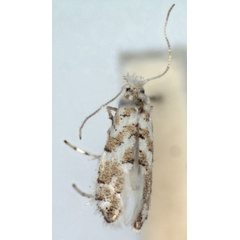 /filer/webapps/moths_gc/media/images/P/pruinosella_Phyllonorycter_A_WJDP.jpg