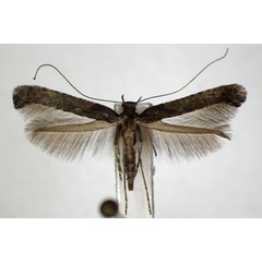 /filer/webapps/moths_gc/media/images/F/falconipennella_Caloptilia_A_ZSM_4.jpg