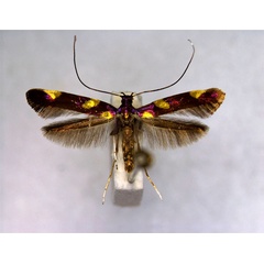 /filer/webapps/moths_gc/media/images/M/magnifica_Caloptilia_A_EIHU.jpg