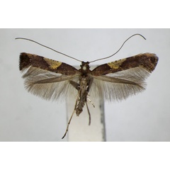 /filer/webapps/moths_gc/media/images/H/heringi_Caloptilia_A_ZSM.jpg