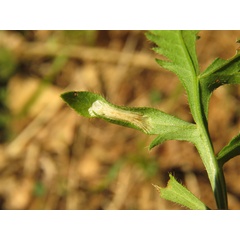 /filer/webapps/moths_gc/media/images/C/cephalariae_Phyllonorycter_mine_Meert_4.jpg