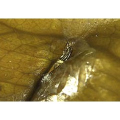 /filer/webapps/moths_gc/media/images/C/citrella_Phyllocnistis_Kim-etal_pupa4_2015_297.jpg