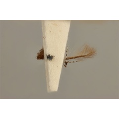 /filer/webapps/moths_gc/media/images/I/isotoma_Acrocercops_HT_ANIC31-036689_ventral.jpg
