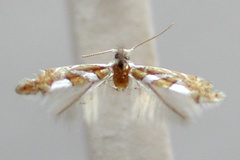 Phyllonorycter grewiella