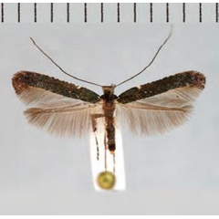 /filer/webapps/moths_gc/media/images/J/jurateae_Caloptilia_Plant_2022_32d.jpg