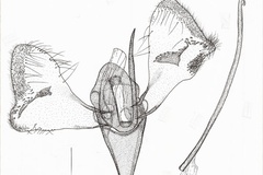 Pleiomorpha virgata