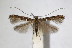/filer/webapps/moths_gc/media/images/B/brongniardella_Acrocercops_A_ZSM_4.jpg