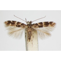 /filer/webapps/moths_gc/media/images/A/agilella_Phyllonorycter_A_ZSM_4.jpg