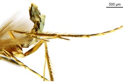 Diphtheroptila glochidia