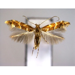 /filer/webapps/moths_gc/media/images/O/oreas_Phyllonorycter_A_EIHU.jpg