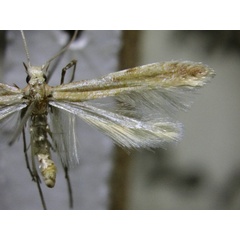 /filer/webapps/moths_gc/media/images/G/guacanivora_Caloptilia_HT_MNNC.jpg