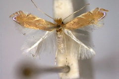 Phyllonorycter delitella
