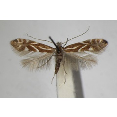 /filer/webapps/moths_gc/media/images/S/salictella_Phyllonorycter_A_ZSM_3.jpg