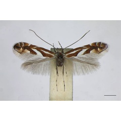 /filer/webapps/moths_gc/media/images/M/mespilella_Phyllonorycter_NT_TMLF.jpg