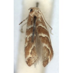 /filer/webapps/moths_gc/media/images/S/saliciphaga_Phyllonorycter_A_WJDP.jpg