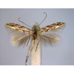 /filer/webapps/moths_gc/media/images/C/cerrutiella_Phyllonorycter_PT_EIHU.jpg