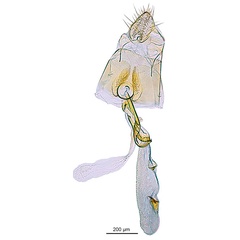 /filer/webapps/moths_gc/media/images/V/virosae_Diphtheroptila_PT15_GF_ANIC.jpg